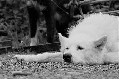 Close-up of dog sleeping outdoors