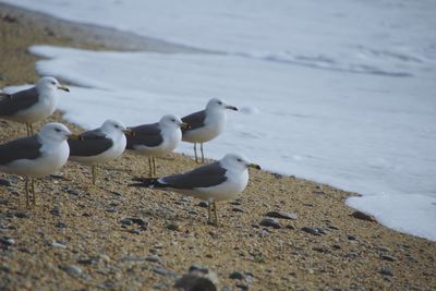Seagulls on beach