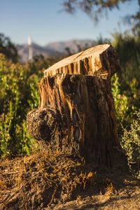 Close-up of tree stump