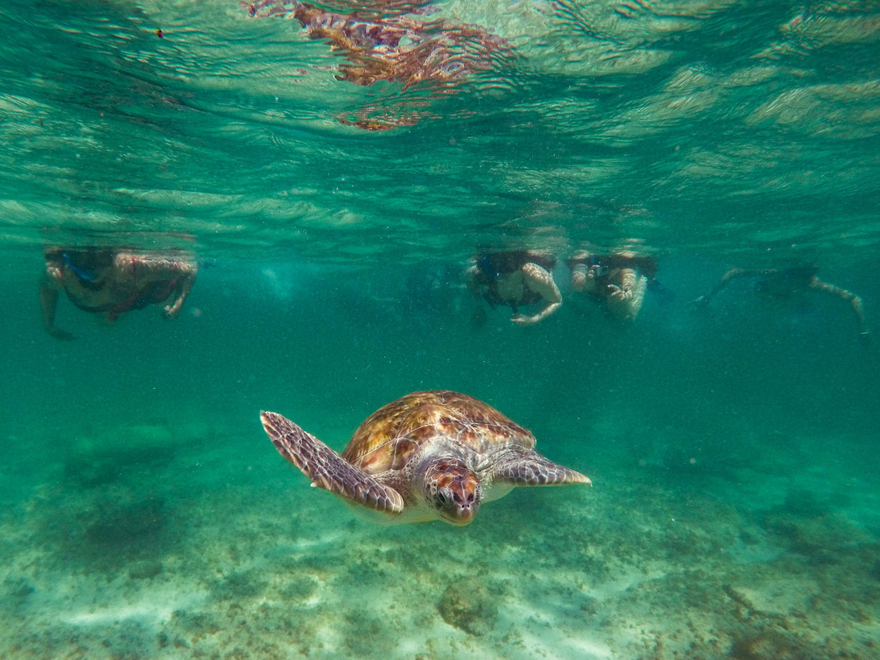 VIEW OF TURTLE IN SEA