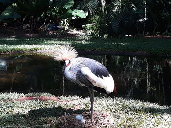 View of bird on lakeshore