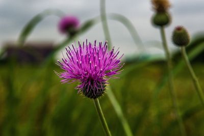 Close-up of purple thistle blooming outdoors