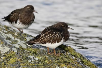 Bird perching on a rock