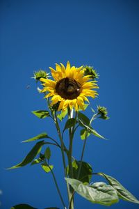 Close-up of bee on sunflower against clear blue sky