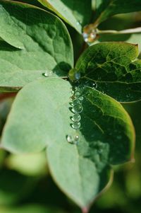 Close-up of water drops on leaf