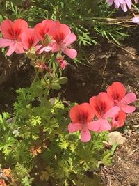 Close-up of pink flower