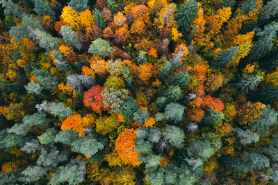 High angle view of orange flowering plants and trees during autumn