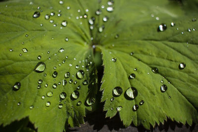 Full frame shot of raindrops on leaf