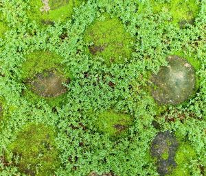 Full frame shot of moss growing in lake