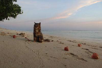 Cat on the beach 