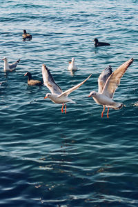 Seagulls flying over lake