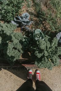 Low section of man standing by leaf vegetables at farm