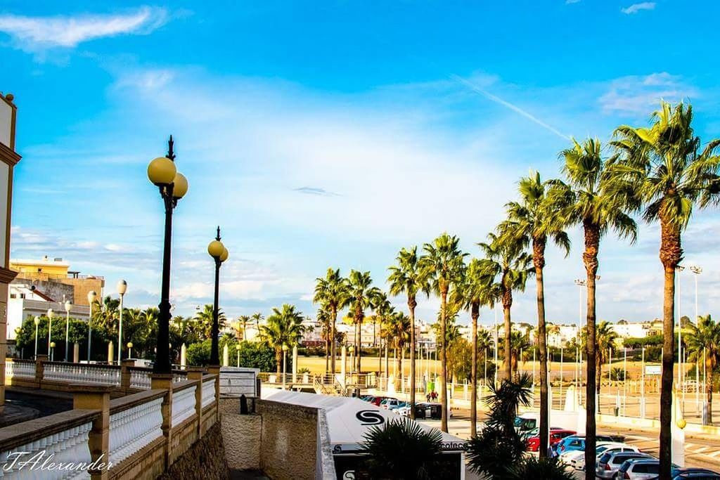 PALM TREES BY SWIMMING POOL IN SEA