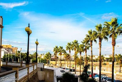 Palm trees in swimming pool