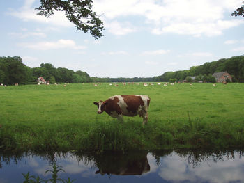 Cows grazing on field against sky