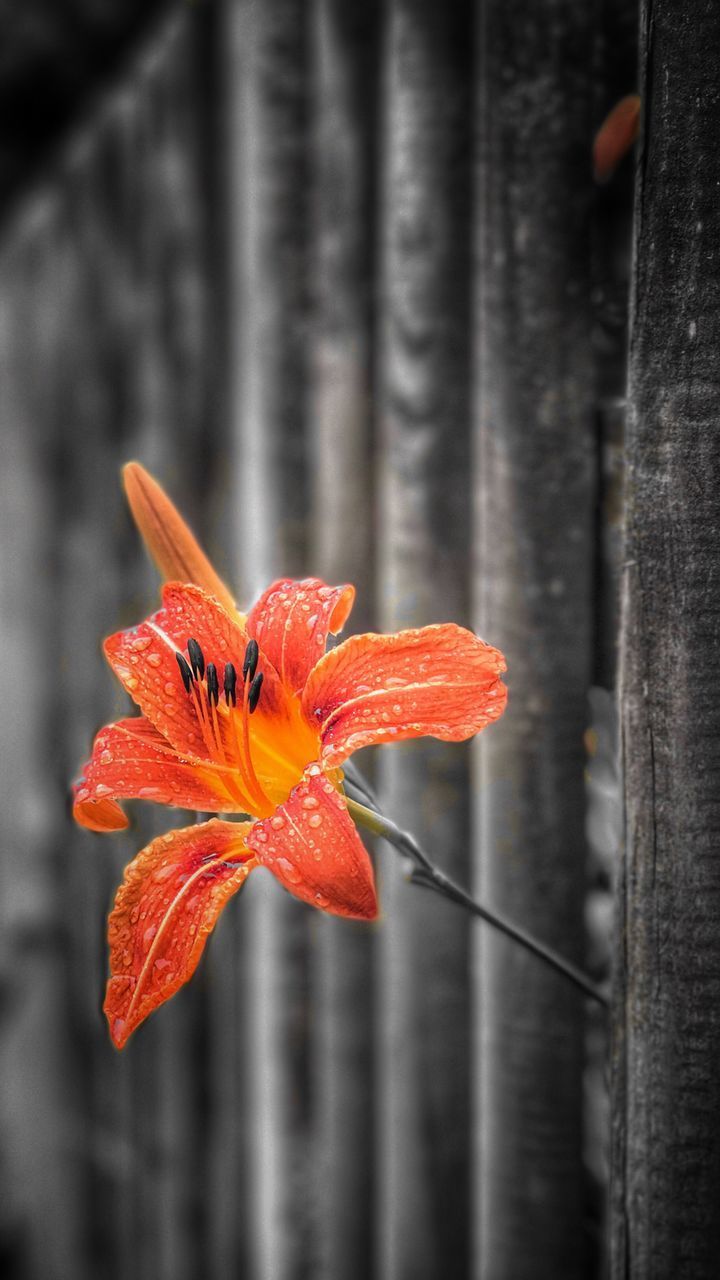 CLOSE-UP OF ORANGE FLOWER ON RED LEAF