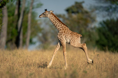 Giraffes on field