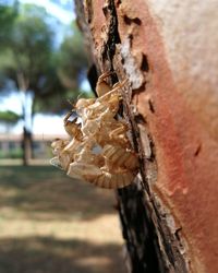 Close-up of butterfly on tree trunk