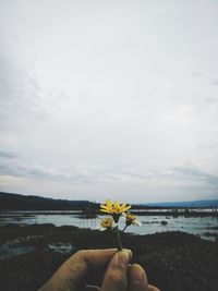 Person holding yellow flowering plant against sky