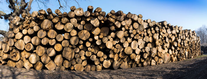 Stack of logs in forest