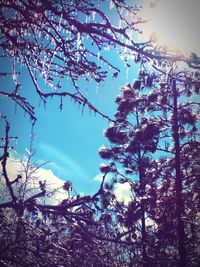 Low angle view of trees against sky