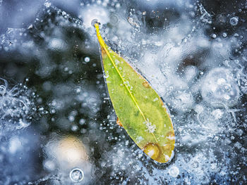 High angle view of wet leaf on snow