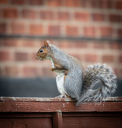 Close-up of squirrel on wall