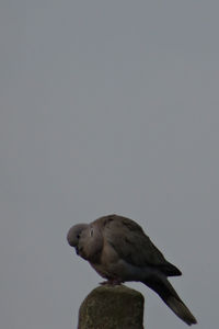 Low angle view of bird perching against clear sky