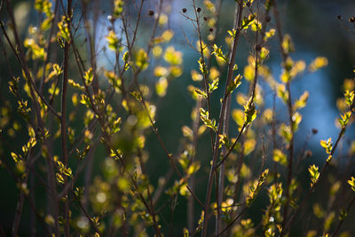 Close-up of plant against blurred background