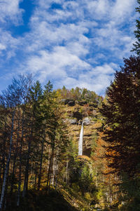 Low angle view of pine trees against sky