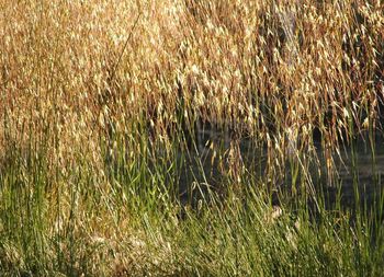 Grass growing on field