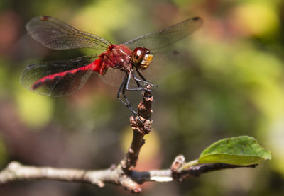 Close-up of insect on plant