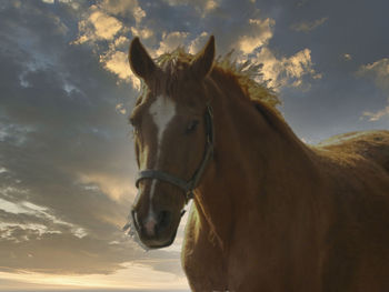 Portrait of horse