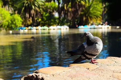 Bird perching on rock by lake