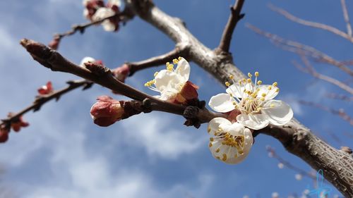 Low angle view of cherry blossoms against sky