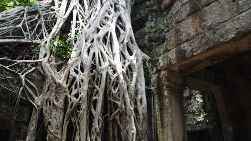 Low angle view of trees growing in temple