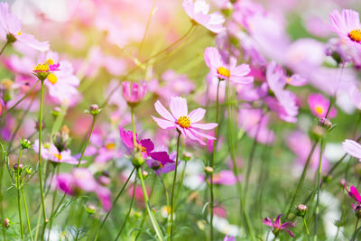 Close-up of pink cosmos flowers on field