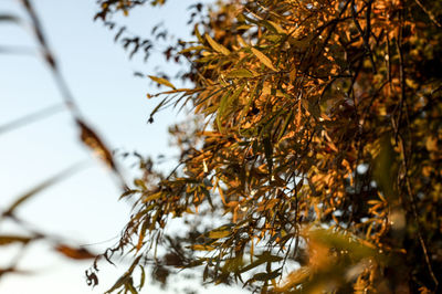 Low angle view of leaves on tree during winter