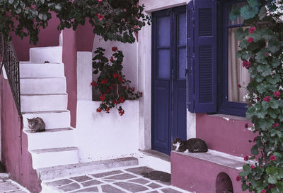 Cat looking at entrance of building