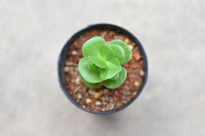 High angle view of fresh green leaf