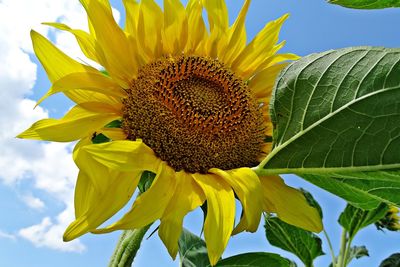 Close-up of sunflower on plant