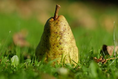 Close-up of pear on green grass