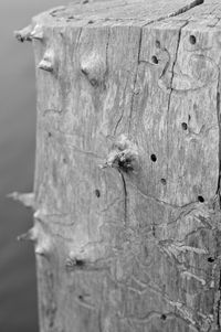 Close-up of tree trunk