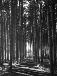 View of trees in forest