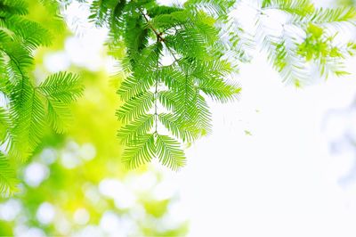 Low angle view of leaves on tree