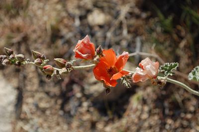 Close-up of flowers blooming on tree