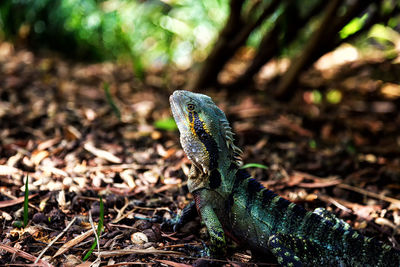 Close-up of lizard on leaf