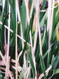 Full frame shot of plants