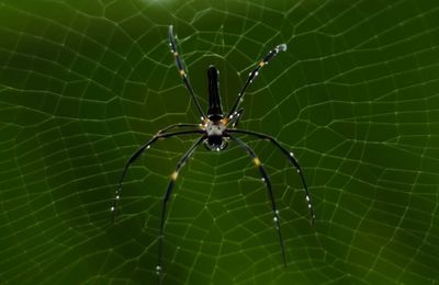 Close-up of spider on web