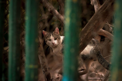 Surprised cat looking at you